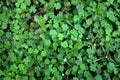 Oxalis corniculata plant\'s leaf pattern. Green Amrul leaves in nature